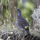 Image of Gunnison sage-grouse; greater sage-grouse