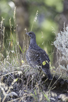 Image of Greater Sage Grouse