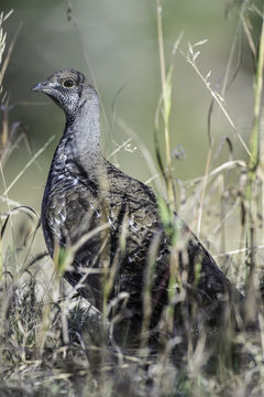 Imagem de Centrocercus urophasianus (Bonaparte 1827)