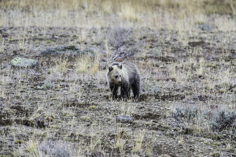 Image of grizzly bear