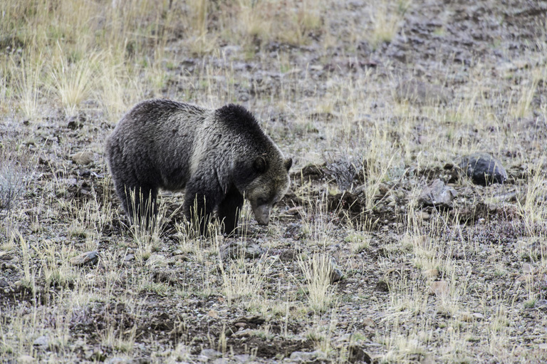 Image of grizzly bear