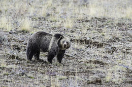 Image of grizzly bear