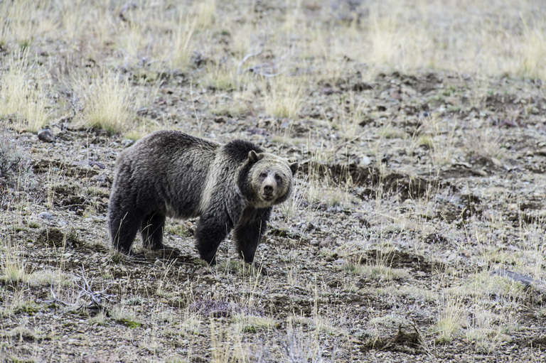 Image of grizzly bear