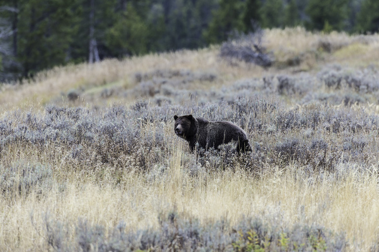 Image of grizzly bear