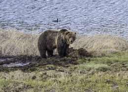 Image of grizzly bear