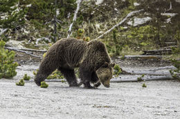 Image of grizzly bear