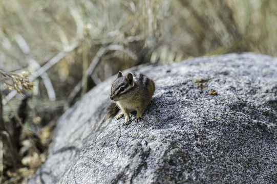 Image of Least Chipmunk