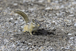 Image of Least Chipmunk