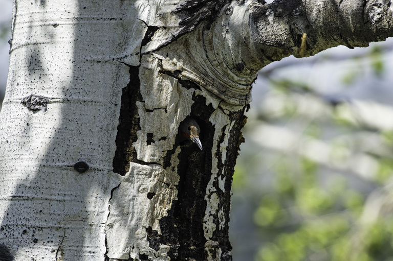 Image of Northern Flicker