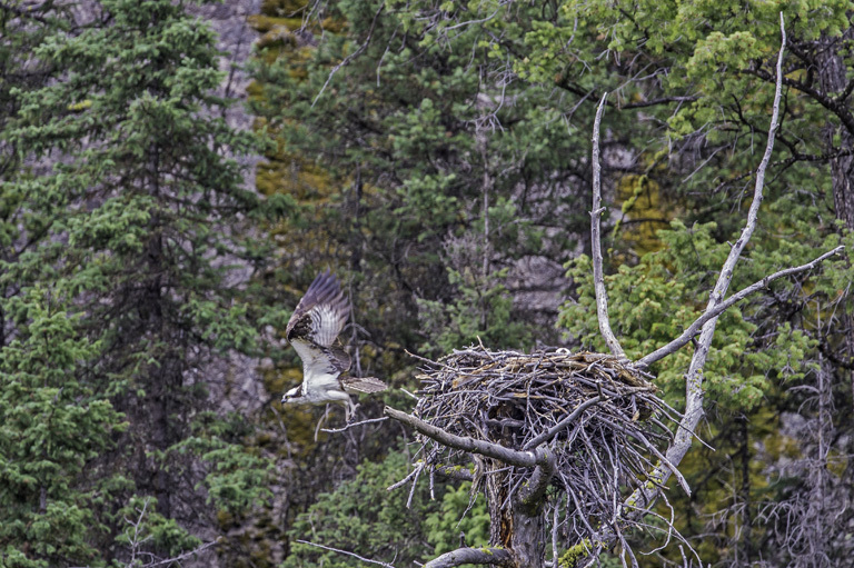 Image of Osprey