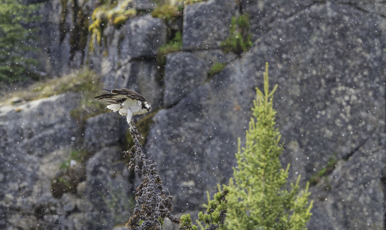 Image of Osprey