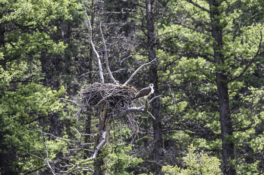 Image of Osprey