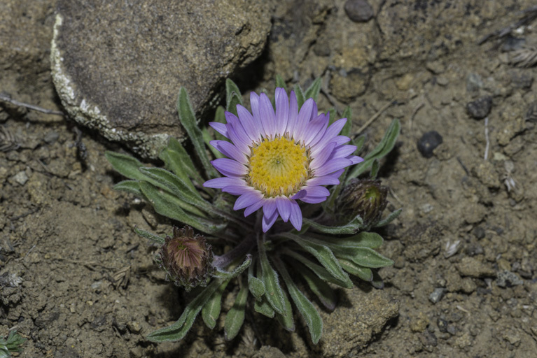Image of Parry's Townsend daisy
