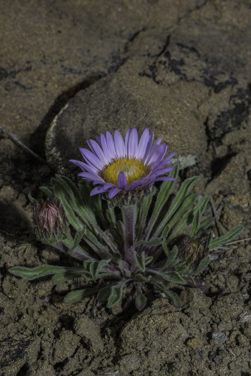 Image of Parry's Townsend daisy