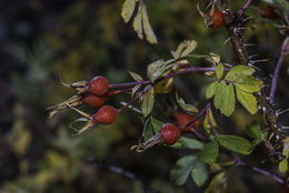 Rosa acicularis Lindl. resmi