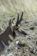 Image of pronghorn