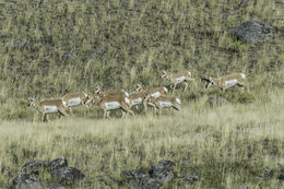 Image of pronghorn