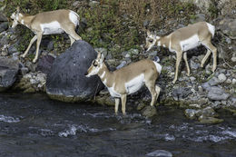 Image of pronghorn