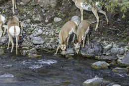 Image of pronghorn