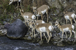 Image of pronghorn