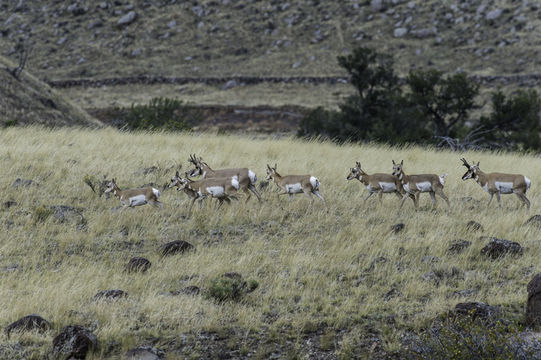 Image of pronghorn