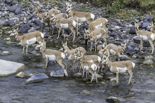 Image of pronghorn