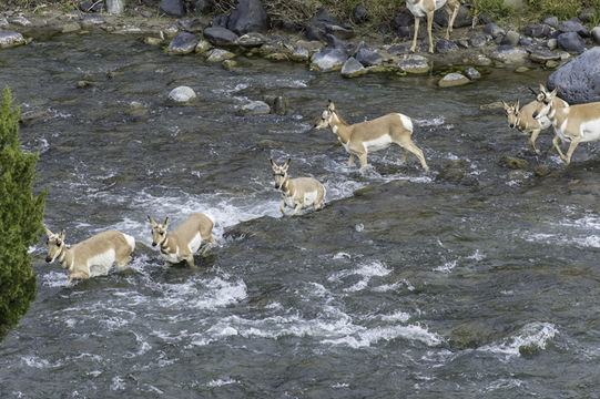 Image of pronghorn