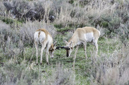 Image of pronghorn