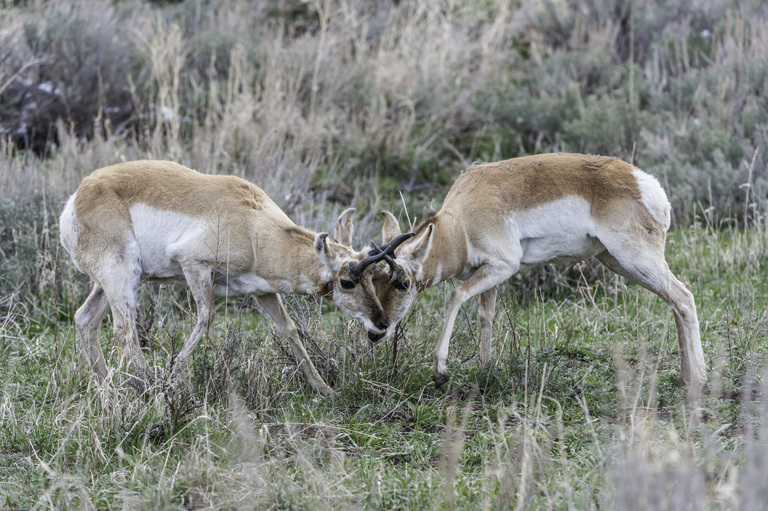 Image of pronghorn