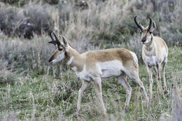 Image of pronghorn