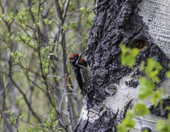 Image of Red-naped Sapsucker