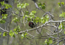 Image de Pic à nuque rouge