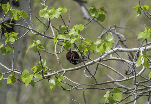 Image of Red-naped Sapsucker