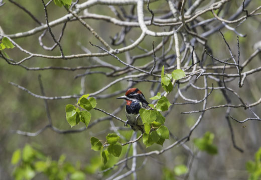 Image of Red-naped Sapsucker