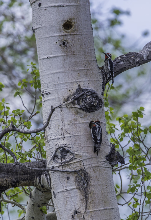 Image of Red-naped Sapsucker