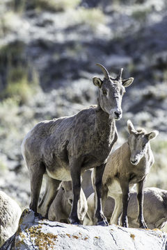 Image of bighorn sheep