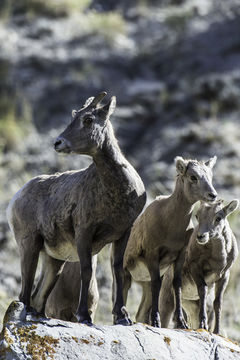 Image of bighorn sheep