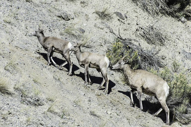 Plancia ëd Ovis canadensis Shaw 1804