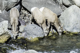 Image of bighorn sheep