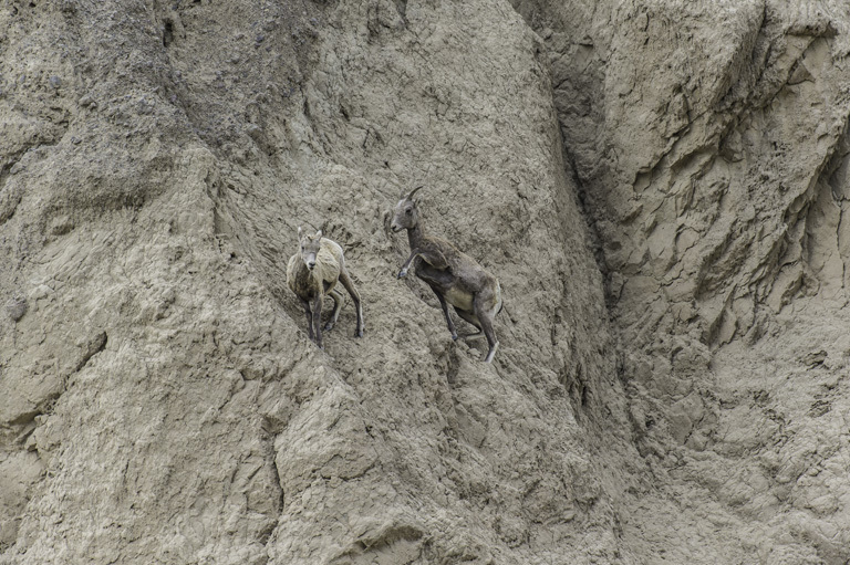 Image of bighorn sheep