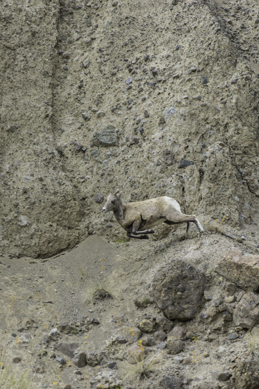 Image of bighorn sheep