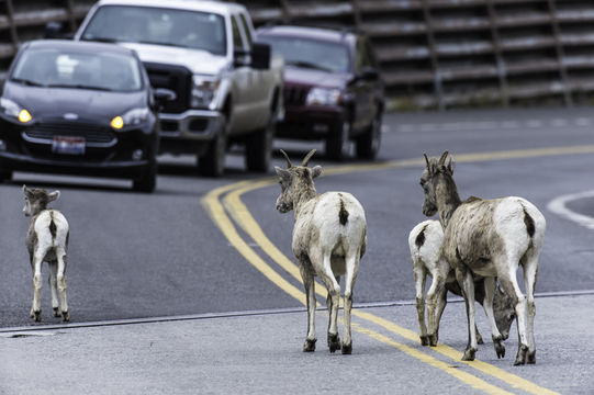 Image of bighorn sheep