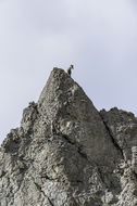 Image of bighorn sheep