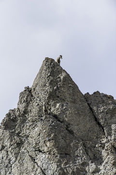 Image of bighorn sheep