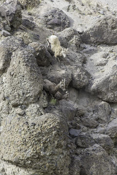 Image of bighorn sheep