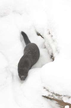 Image of American Mink