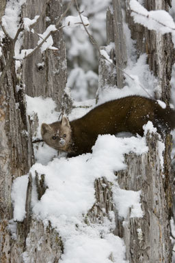 Image of American Marten