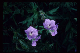 Image of woolly geranium