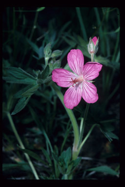 Image of sticky purple geranium