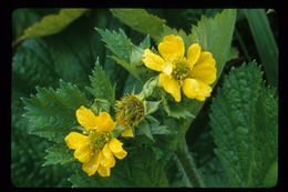 Image of Bigleaf Avens